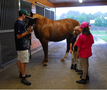 Older Pony Club member with horse in barn teaching youth members